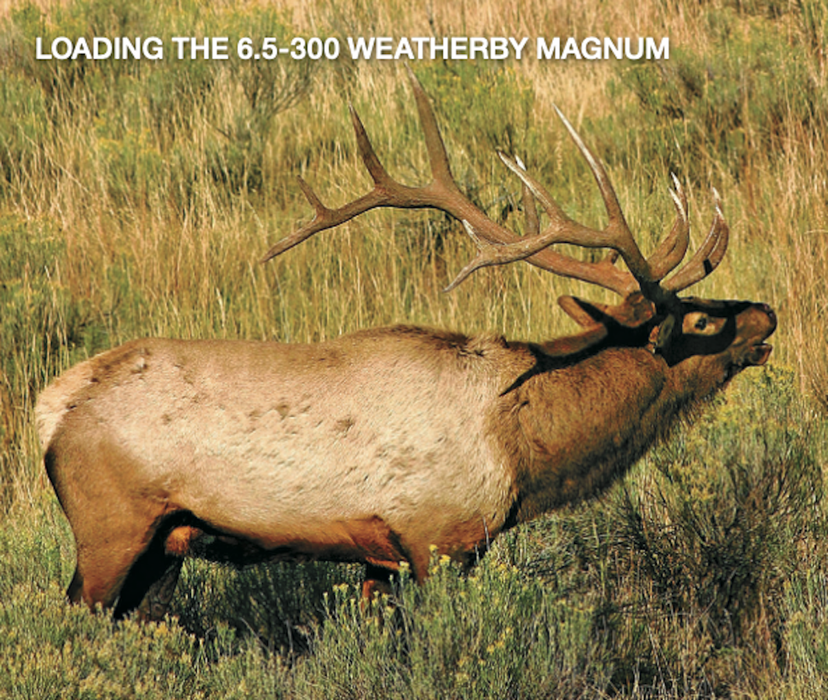 6.5-300 Weatherby Magnum hunting